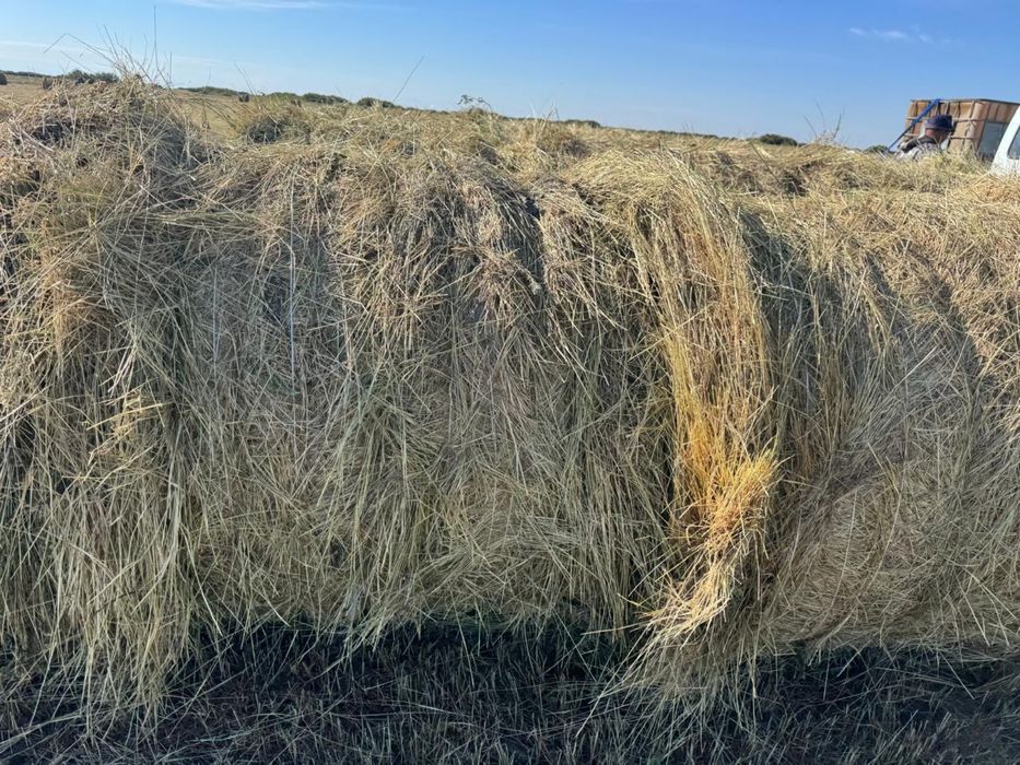 Продам  сено разнотравье, бидайык