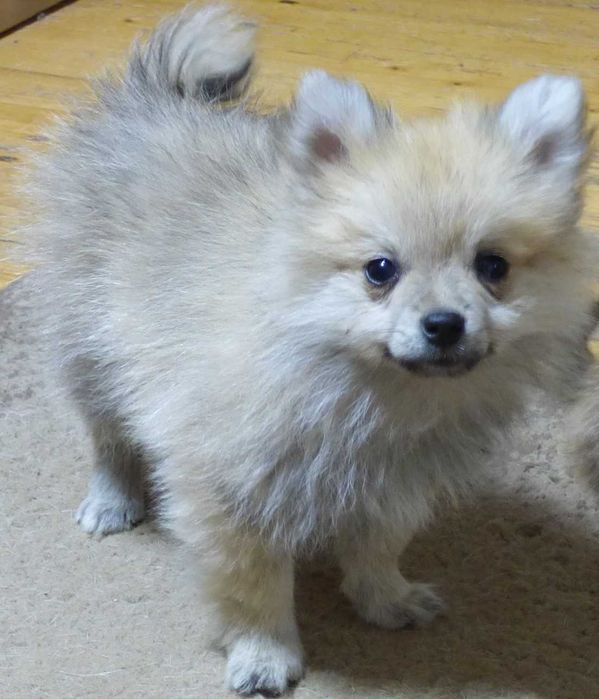 Vind Spitz-Pomeranian , baiat