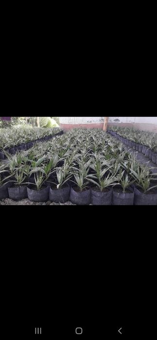 Кучат пакет. Гул тувак. Пакеты для рассады