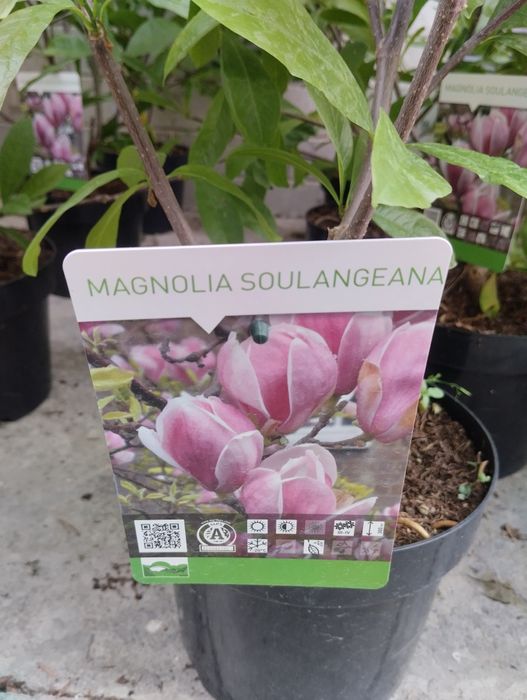 Archa kiparis va Gold Raydor 1 mer