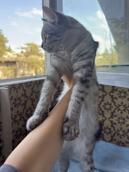 Котенок в добрые руки