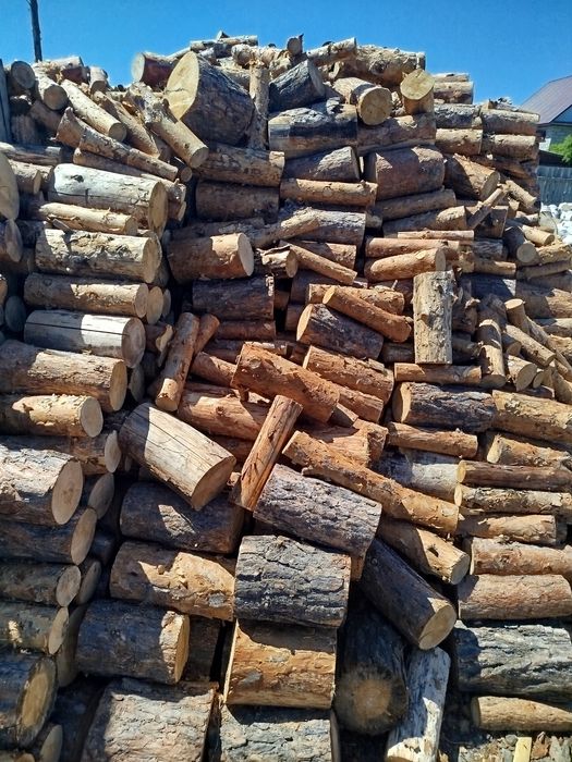 Берёза Белая, Сосна