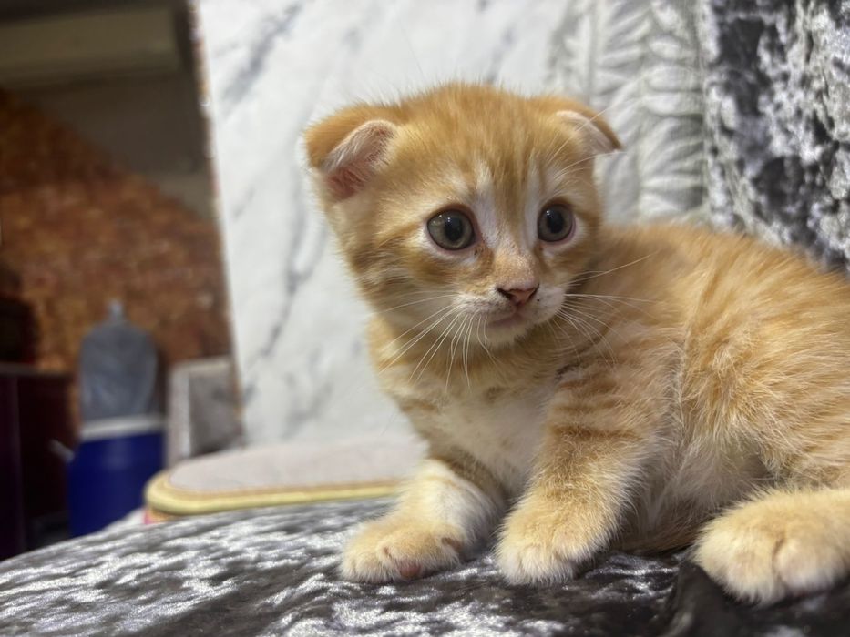 Котята Вислоухие