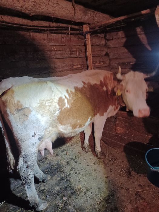 Vaca de vânzare cu vițel Belgian