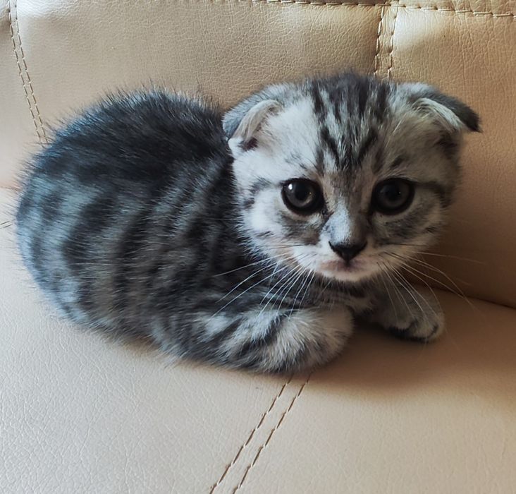 Продам шотландских котят