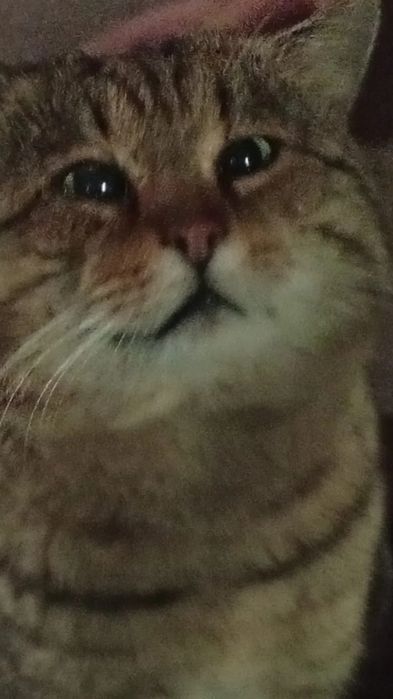 Отдам в добрые руки