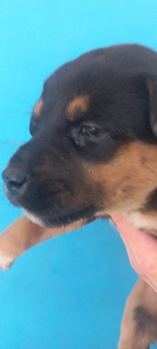 Отдам в добрые руки