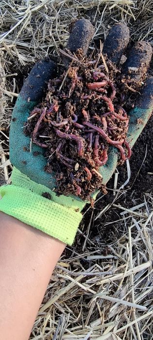 Красные калифорнийские черви