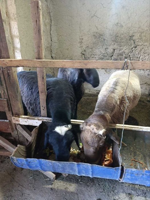 qo'y, кучкор sotiladi qo'chqor