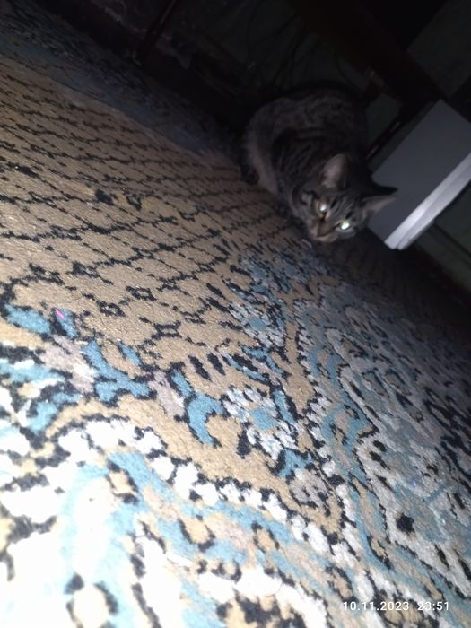 От дам кошку в заботливые руки