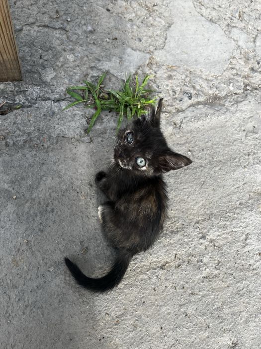 Отдам котят в хорошие руки