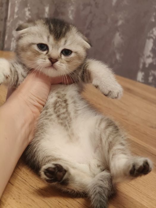 Фолды Котята Тикированые мальчик и девочка