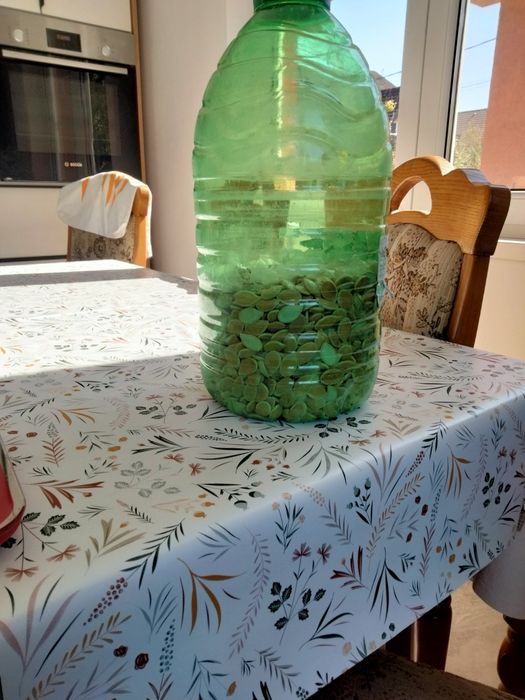 Vind semințe de dovleac