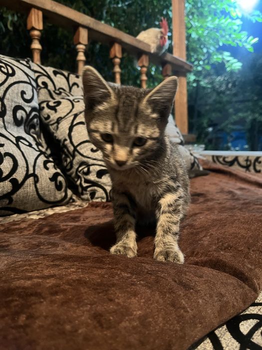 Котята бесплатно