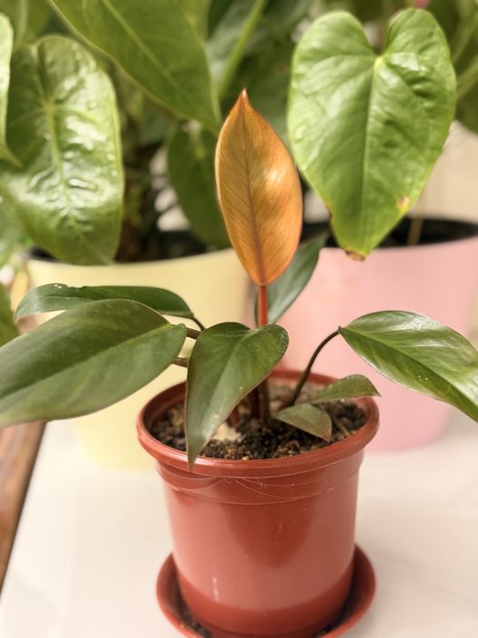 Филодендрон Prince  Orange