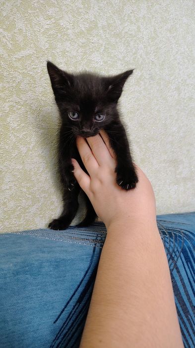 Котята,к лотку приучены