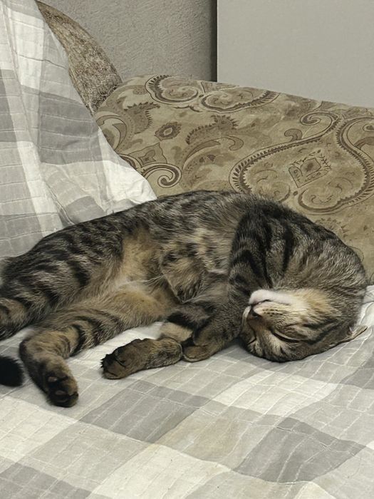 Отдаем кота в хорошие руки
