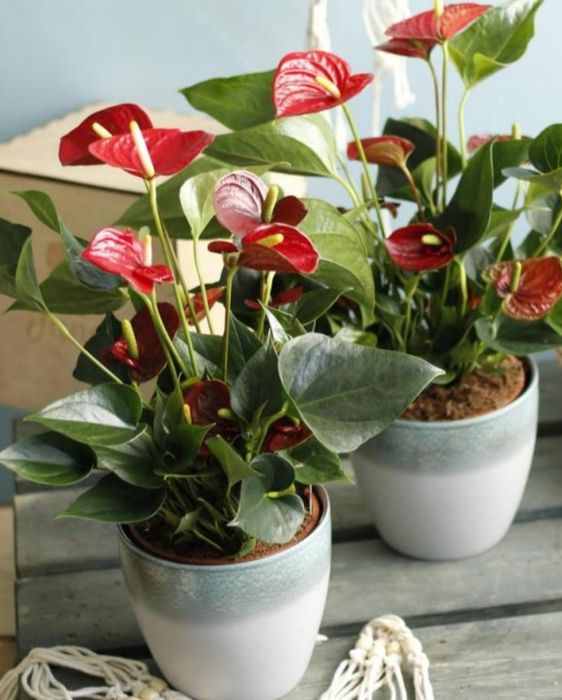 Комнатные растения от 500 и выше