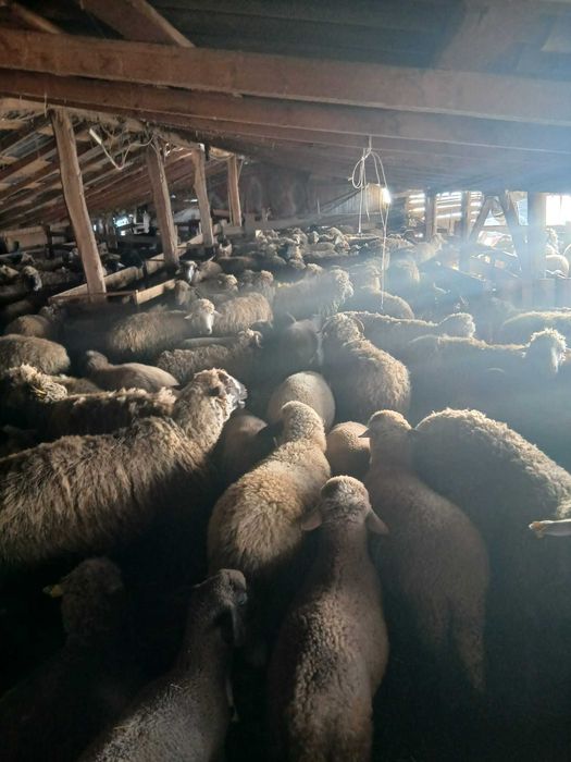 Vand 150 de oi cu miei