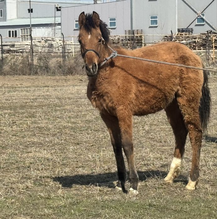 Тай, жылкы, жеребчик