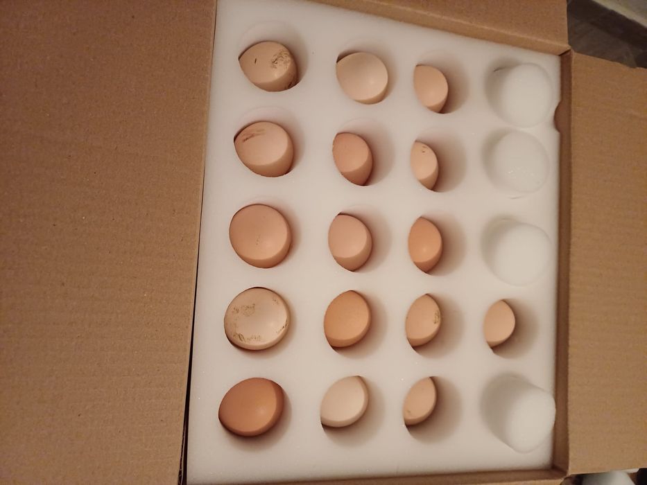 Oua pentru incubat. Rhode Island și  Barnevelder