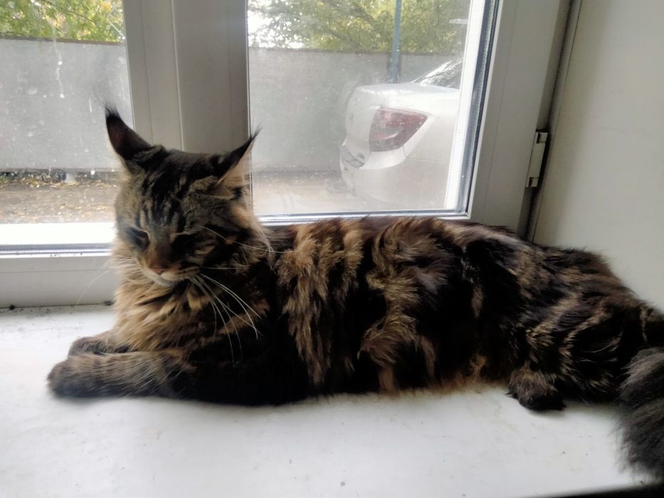 Потерялся кот домашний