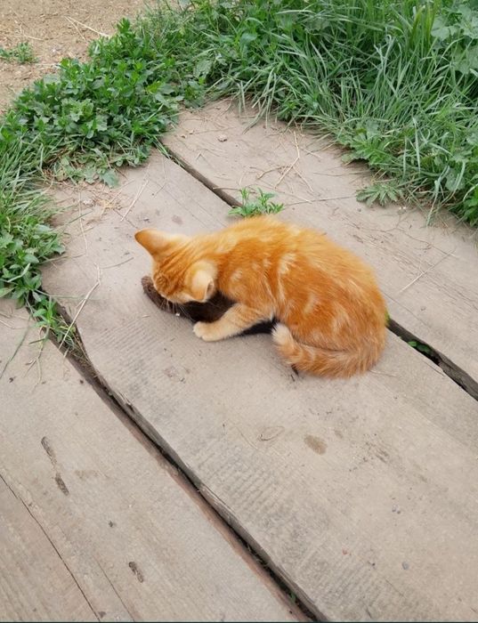 Мышеловы котята !
