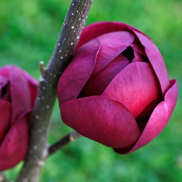 Magnolia galbena albastra susan superba ricki