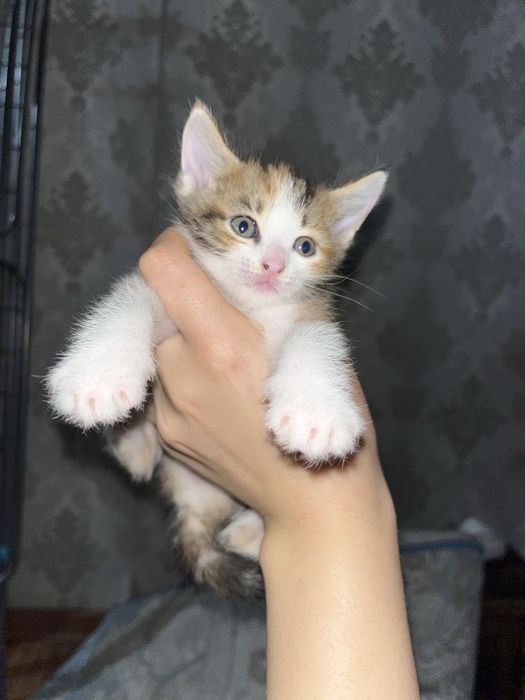 котенок 1 месяц