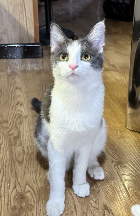 Кот Маркиз. 8 месяцев