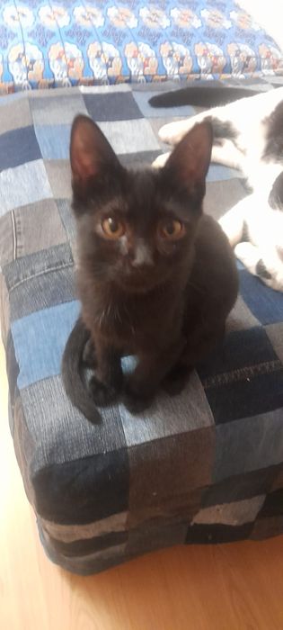 Отдам котёнка 4 месяца