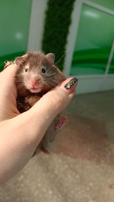 Сирийский хомяки