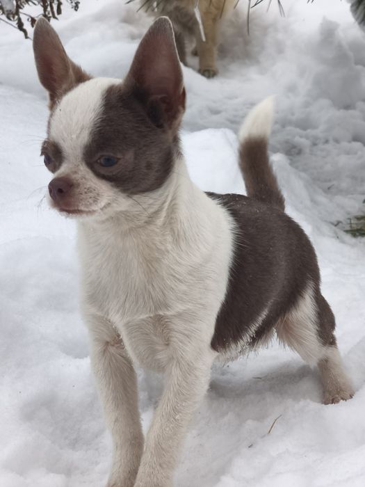 Шикарный мальчик