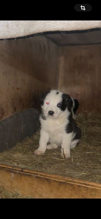 Продается щенки алабая