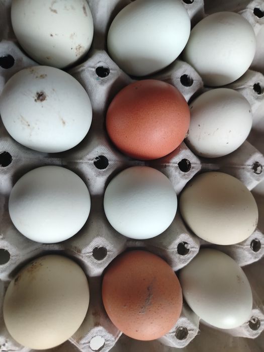 Ouă bio și fără colesterol