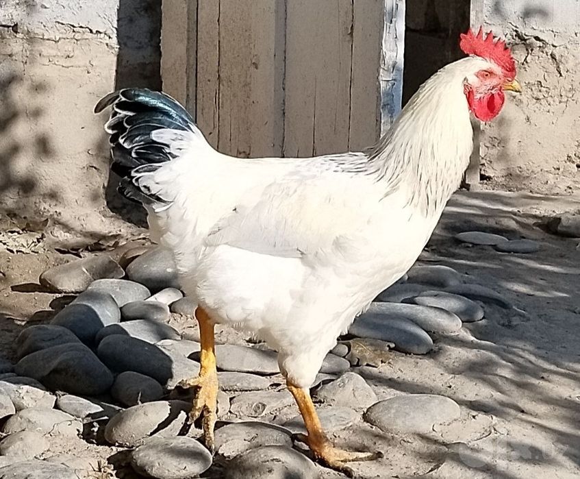 Ximxian va adliriski xoʻrozlari qoldi