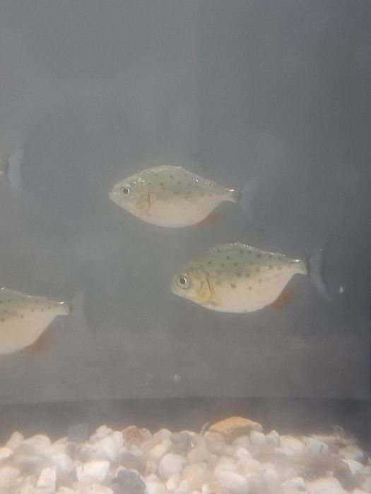 Pesti piranha pui