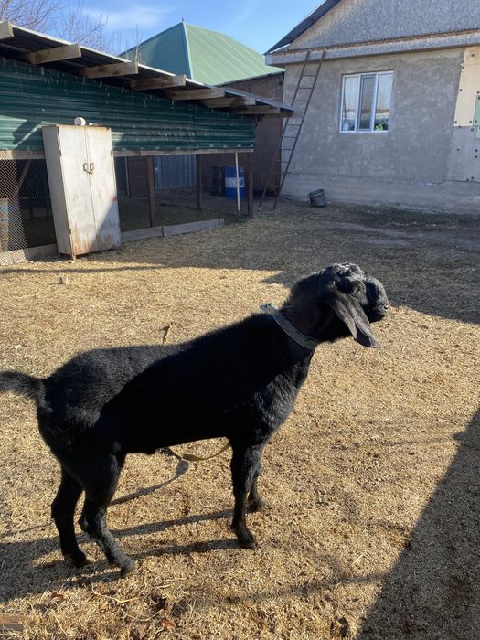 Казел парода Англо Нуб