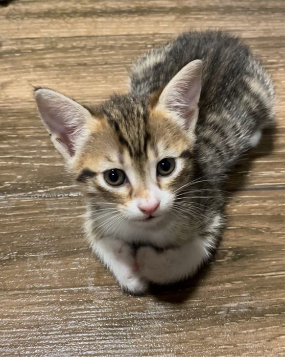 Котенца за подаряване