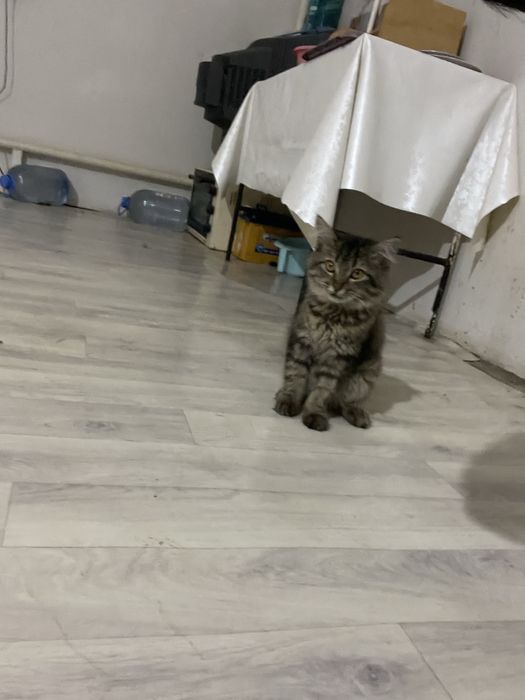 Отдам кота в хорошие руки