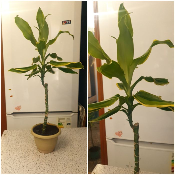 Продам Драцену в особом уходе не нуждается