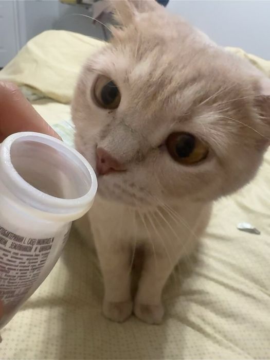 Отдам кота в добрые руки