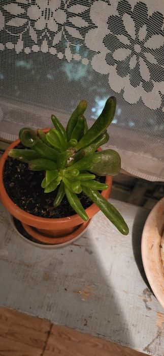 Комнатный цветок