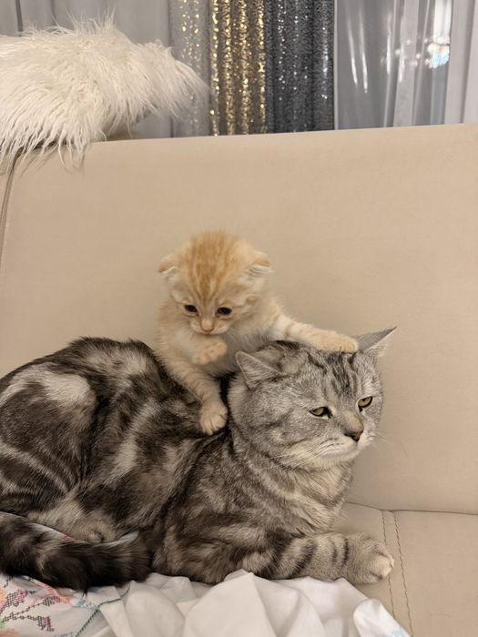 Продаю шотладского котика