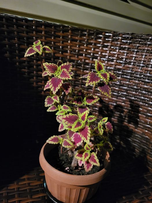 Колеус или крапивка