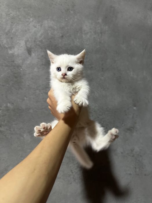 Котята скоттиш страйт, чистая порода.