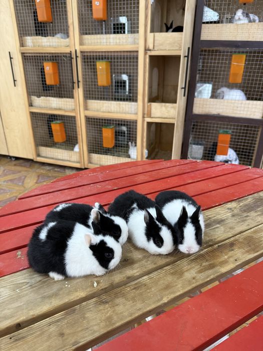 Karlikviy quyon bolari Sotuvda