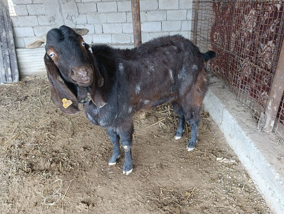 Теке. Казел. Парода битал пакестанский