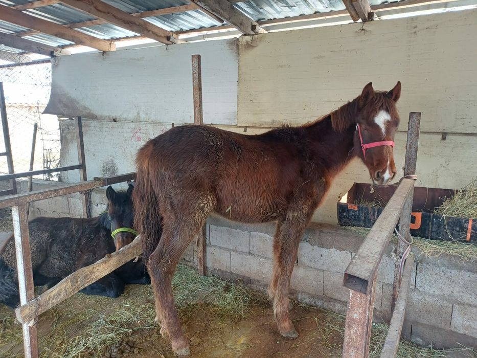 Еркек тай денесі ірі