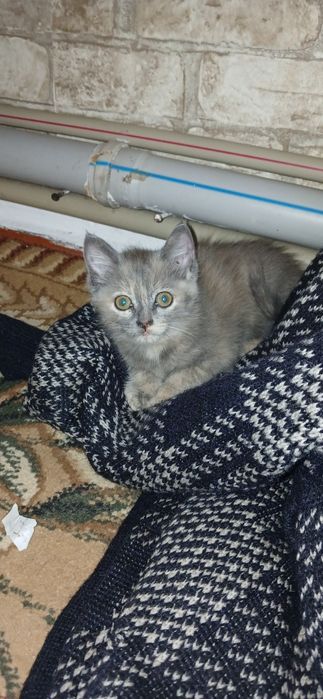 Отдам красивеньких котят